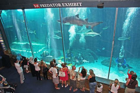 Das Two Oceans Aquarium: Ein Fenster zur Unterwasserwelt von Kapstadt!