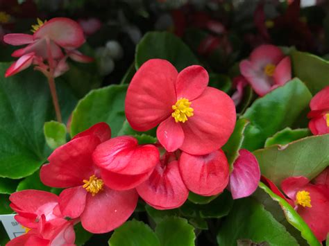 Die Begonia-Pavillons von Zhenjiang – Ein Blütenmeer voller Pracht und Geschichte!